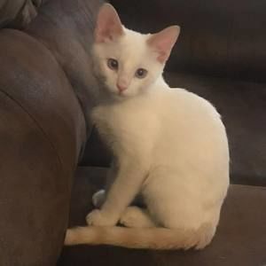 Meet your Posher, Annai